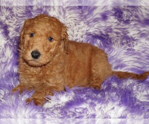Labradoodle Puppy for sale in LA HABRA, CA, USA