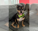 Small #3 American Staffordshire Terrier-Chihuahua Mix