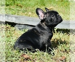 Small Photo #7 French Bulldog Puppy For Sale in Hollywood, FL, USA
