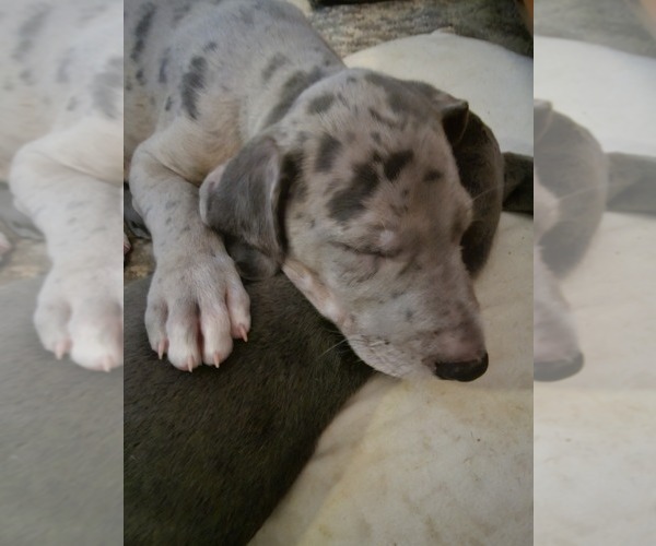 Medium Photo #2 Irish Dane Puppy For Sale in SPRINGFIELD, MO, USA