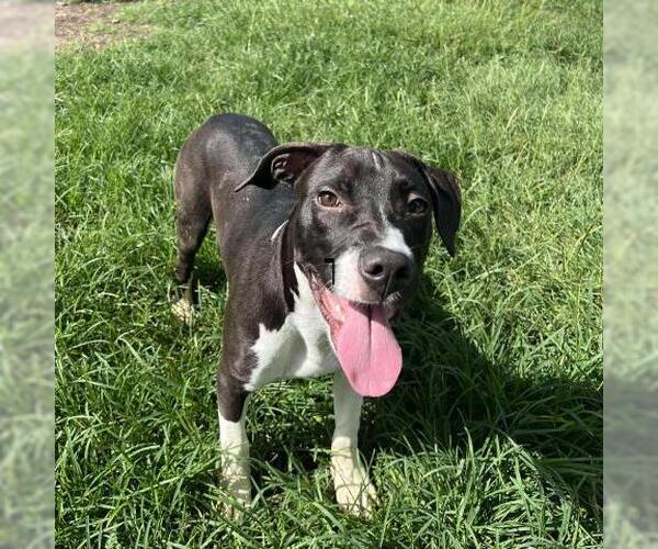 Medium Photo #2 American Staffordshire Terrier-Unknown Mix Puppy For Sale in Conroe, TX, USA