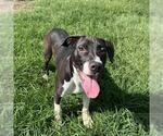 Small #1 American Staffordshire Terrier Mix