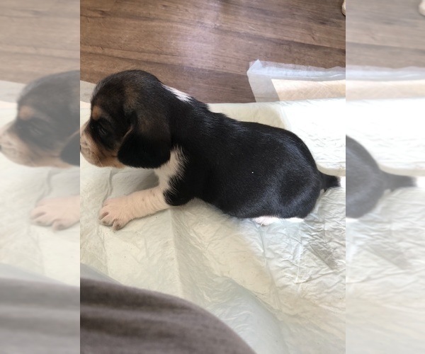 Medium Photo #4 Beagle Puppy For Sale in FORT DODGE, IA, USA