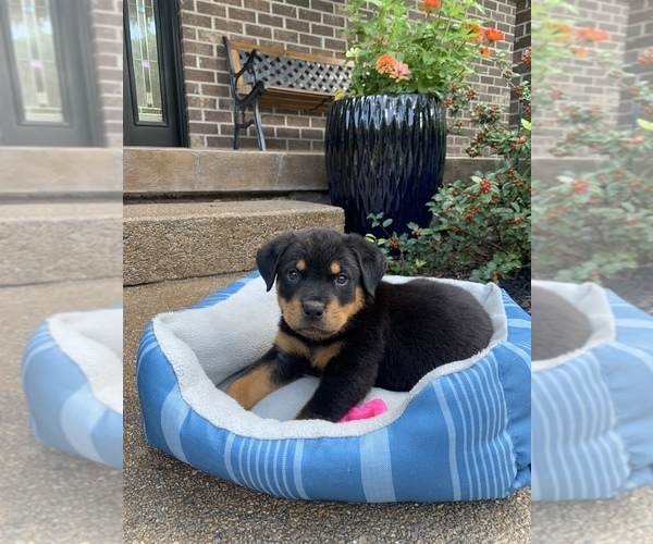 Medium Photo #1 Rottweiler Puppy For Sale in NOBLESVILLE, IN, USA