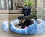 Small Photo #1 Rottweiler Puppy For Sale in NOBLESVILLE, IN, USA