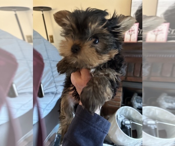 Medium Photo #1 Yorkshire Terrier Puppy For Sale in PADUCAH, KY, USA