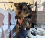 Small Photo #1 Yorkshire Terrier Puppy For Sale in PADUCAH, KY, USA