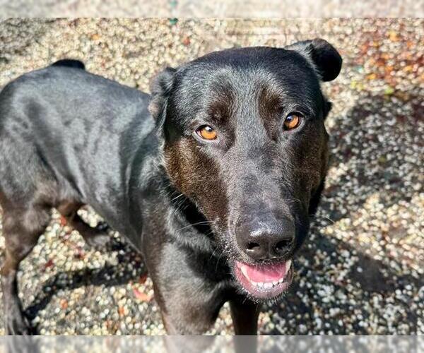 Medium Photo #3 Labrador Retriever-Unknown Mix Puppy For Sale in Petaluma, CA, USA