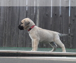Small Photo #4 Presa Canario Puppy For Sale in OAKLEY, CA, USA