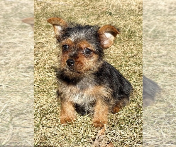 Medium Photo #1 Yorkshire Terrier Puppy For Sale in FAIR HAVEN, MI, USA