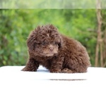 Small #3 ShihPoo