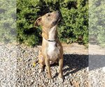 Small #2 American Staffordshire Terrier-Labrador Retriever Mix