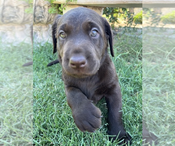 Medium Photo #6 Labrador Retriever Puppy For Sale in QUEEN CREEK, AZ, USA