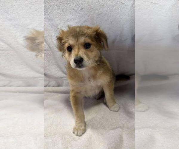 Medium Photo #2 Australian Shepherd-Unknown Mix Puppy For Sale in Royal Palm Beach, FL, USA