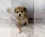Small #1 Australian Shepherd Mix