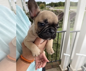 French Bulldog Puppy for sale in CLEVELAND, NC, USA