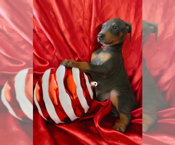 Medium Photo #2 Doberman Pinscher Puppy For Sale in YUCCA VALLEY, CA, USA