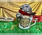 Small Photo #55 French Bulldog Puppy For Sale in HAYWARD, CA, USA