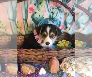 Pembroke Welsh Corgi Puppy for sale in BEMIDJI, MN, USA