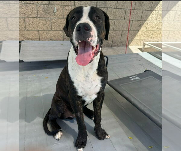 Medium Photo #2 Mastiff-Unknown Mix Puppy For Sale in Lake Forest, CA, USA