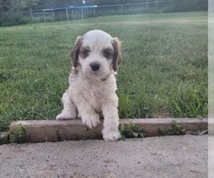 Cavapoo Puppy for sale in GILLETTE, WY, USA