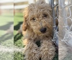 Small #6 Goldendoodle-Poodle (Toy) Mix
