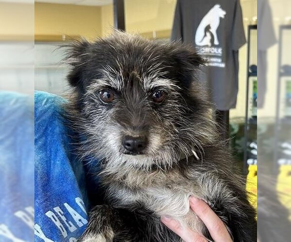 Medium Photo #1 Rat Terrier-Unknown Mix Puppy For Sale in Norfolk, VA, USA