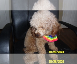 Poodle (Toy) Puppy for sale in DULUTH, GA, USA