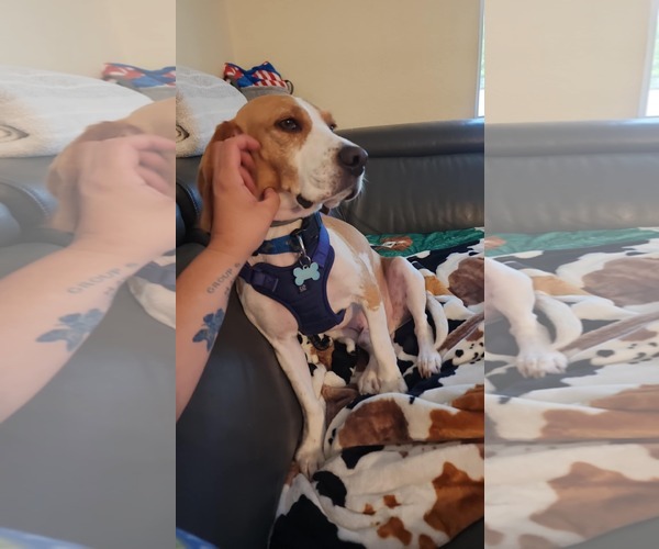 Medium Photo #3 Beagle Puppy For Sale in Tampa, FL, USA