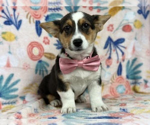 Pembroke Welsh Corgi Puppy for sale in LANCASTER, PA, USA