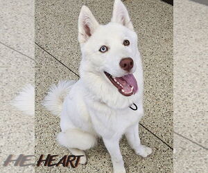 Siberian Husky Dogs for adoption in Severn, MD, USA
