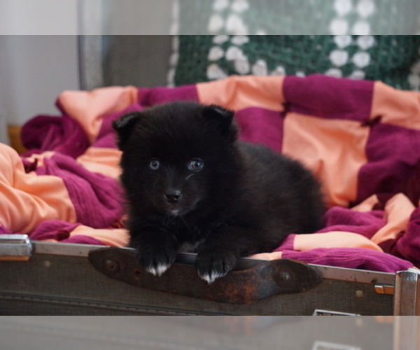 Medium Photo #1 Pomsky Puppy For Sale in FREDERICKSBG, OH, USA