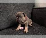 Small #5 French Bulldog