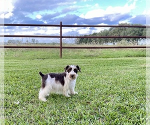 Schnauzer (Miniature) Puppy for sale in EL CAMPO, TX, USA