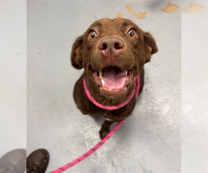 Labrador Retriever-Unknown Mix Dogs for adoption in Peoria, IL, USA