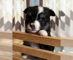 Small #3 Miniature Australian Shepherd