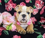 Small Photo #7 English Bulldog Puppy For Sale in COCHRANVILLE, PA, USA