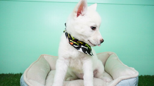 Medium Photo #5 Siberian Husky Puppy For Sale in LAS VEGAS, NV, USA