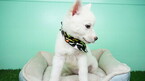 Small Photo #5 Siberian Husky Puppy For Sale in LAS VEGAS, NV, USA