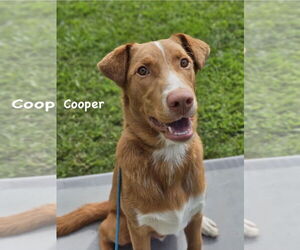 Mutt Dogs for adoption in Ridgefield, CT, USA