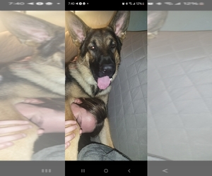 Father of the German Shepherd Dog-Siberian Husky Mix puppies born on 01/03/2025