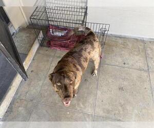 Labrador Retriever Dogs for adoption in San Antonio, TX, USA