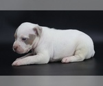 Small #1 American Bully
