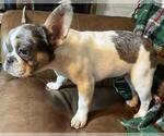 Small Photo #3 French Bulldog Puppy For Sale in GREENVILLE, TX, USA