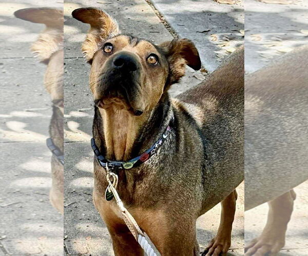 Medium Photo #3 Rhodesian Ridgeback Puppy For Sale in Menifee, CA, USA