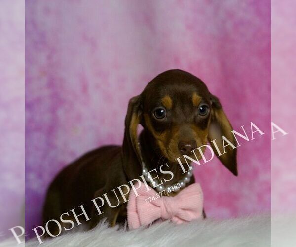 Medium Photo #3 Dachshund Puppy For Sale in WARSAW, IN, USA