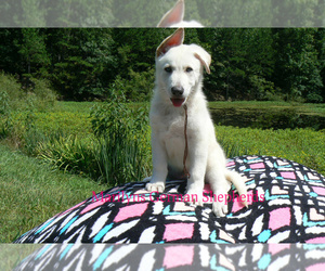 German Shepherd Dog Puppy for Sale in PIEDMONT, Missouri USA