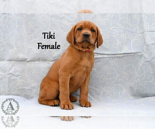Medium Photo #46 Labrador Retriever Puppy For Sale in DAYTON, VA, USA