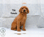Small Photo #46 Labrador Retriever Puppy For Sale in DAYTON, VA, USA