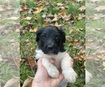 Small Photo #5 Goldendoodle Puppy For Sale in MORGANTOWN, IN, USA